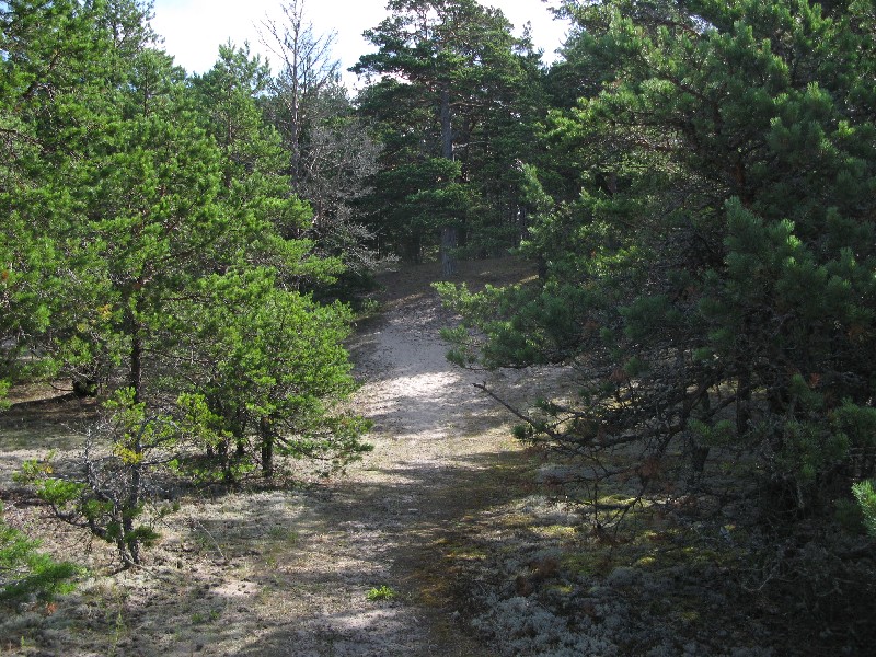  Matsirand 2009. Puhka Eestis, Matsi rand.
