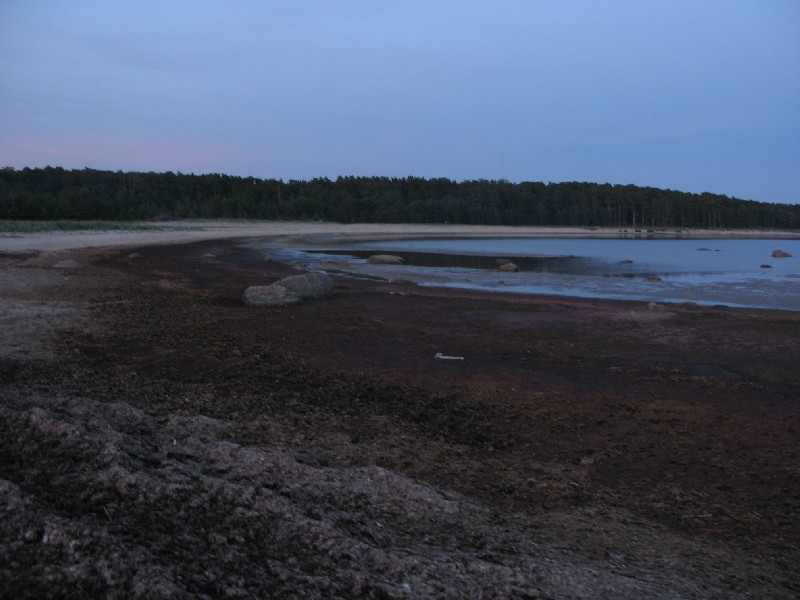Заболоченый край пляжа. Матсиранд 2009. Отдых в Эстонии, Матсиранд (пляж Матси, Matsirand).
