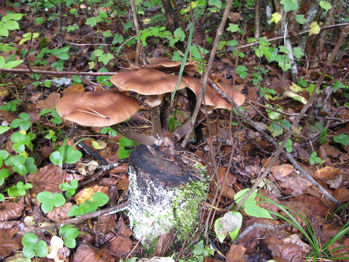 Mushroom family. Mushrooms.