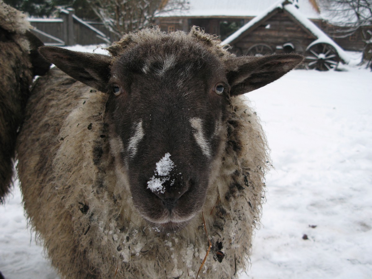 Sheep. Mustjoe Kortsitalu (Mustjõe Kõrtsitalu).