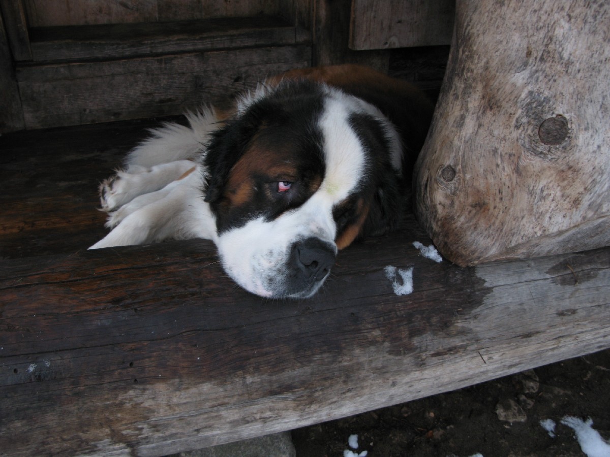 Dog takes a rest. Mustjoe Kortsitalu (Mustjõe Kõrtsitalu).