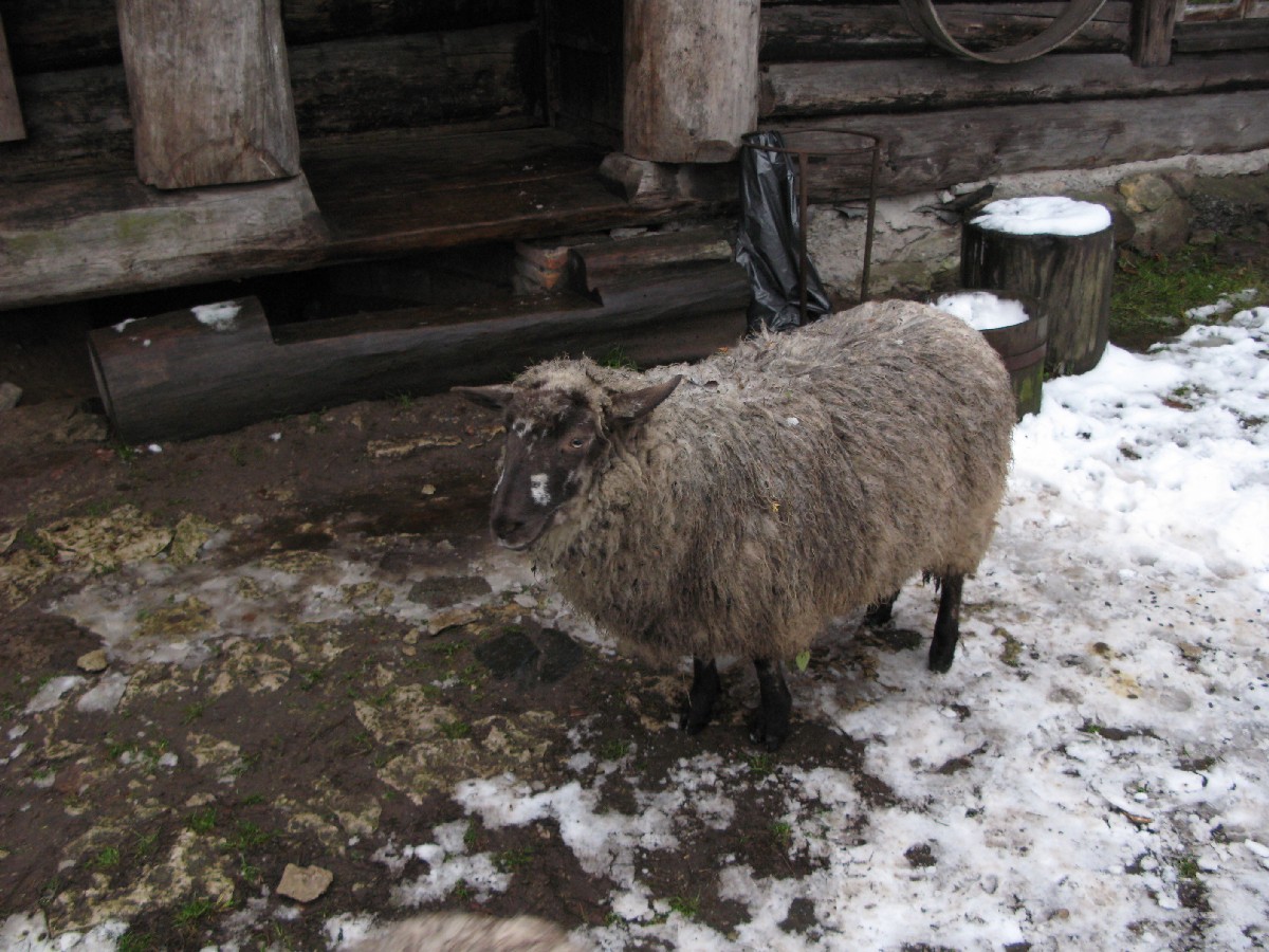 Sheep. Mustjoe Kortsitalu (Mustjõe Kõrtsitalu).
