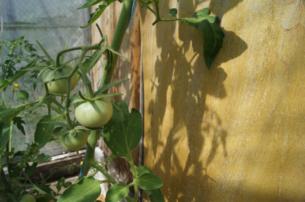 Roheline tomat, Solánum lycopérsicum. Sõit aiamaale.