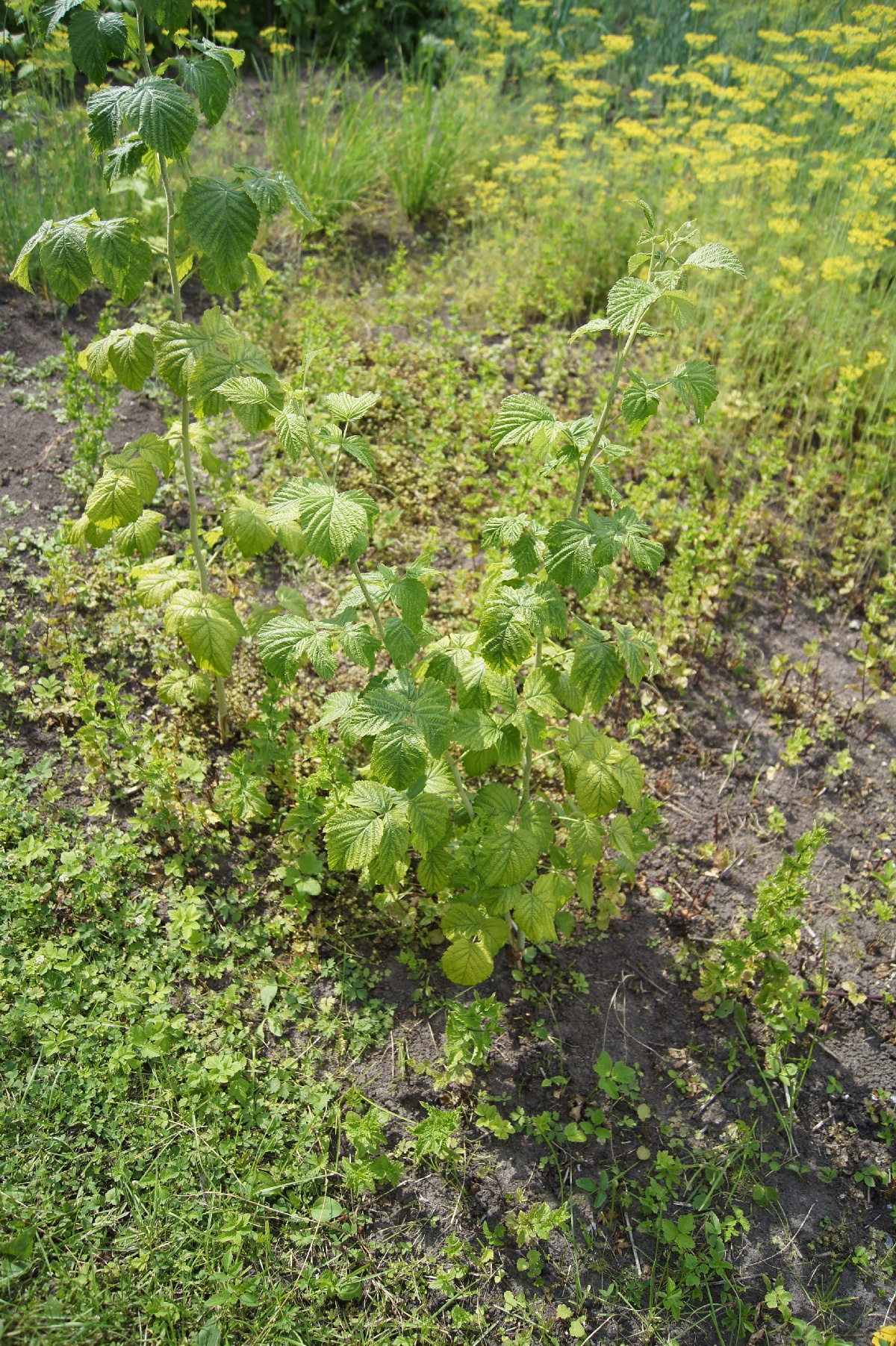 Малина, Rubus idaeus. Заезд на огород.