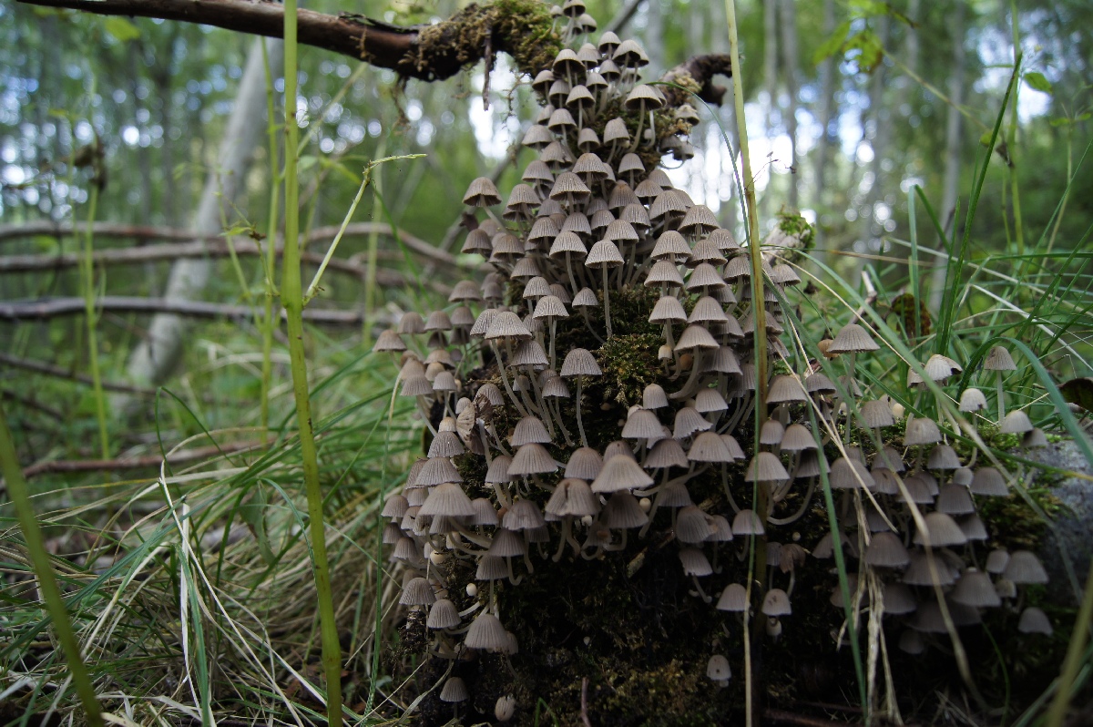 Mushrooms. Astangu Military Base.