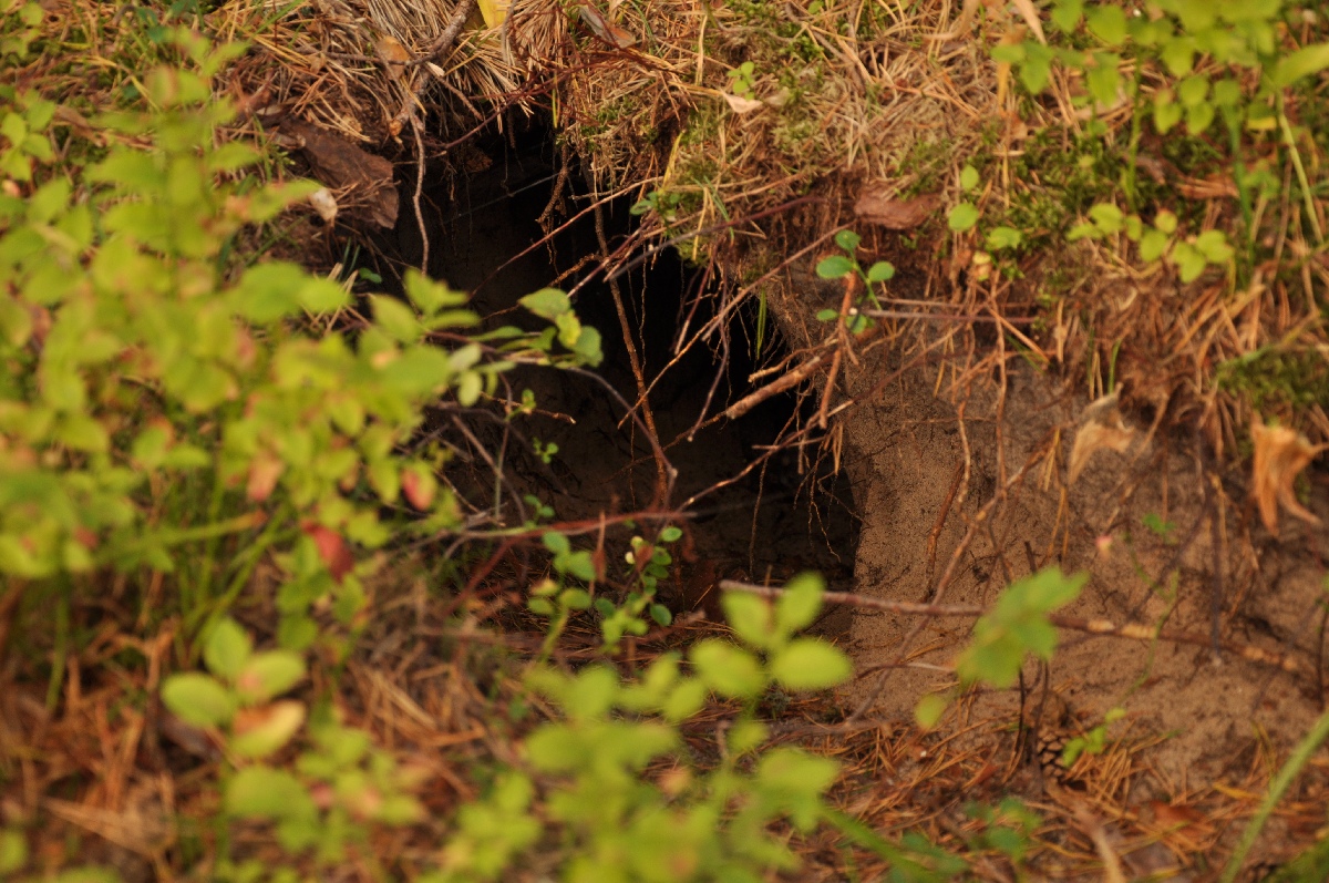 Foxhole. Matsi rand 2011. Holiday in Estonia, Matsi beach.