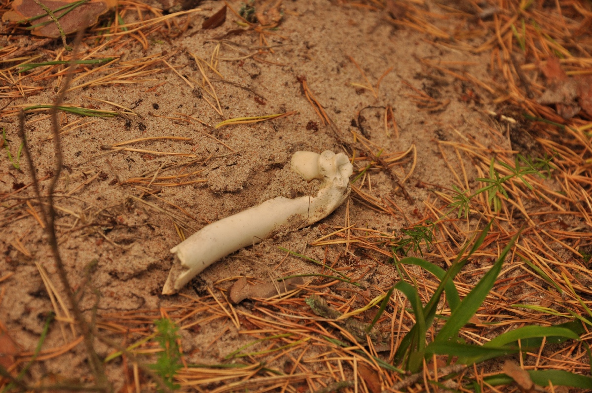 Bone near the burrow. Matsi rand 2011. Holiday in Estonia, Matsi beach.