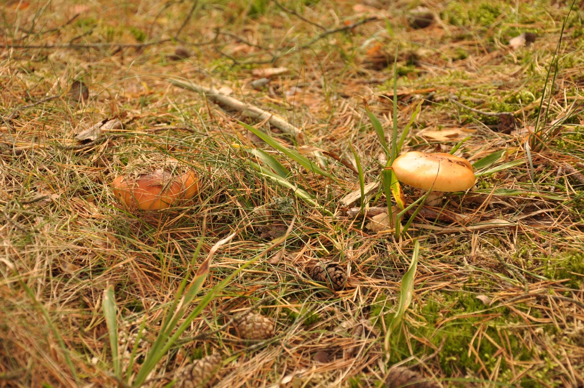Mushrooms. Matsi rand 2011. Holiday in Estonia, Matsi beach.