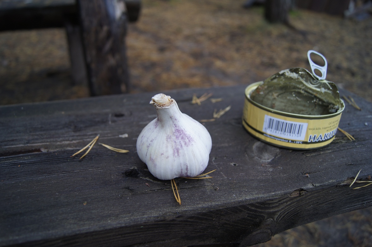 Garlic (Allium sativum), Piknik in Paldiski. RMK Paldiski, Lõkkekoht Paldiski.