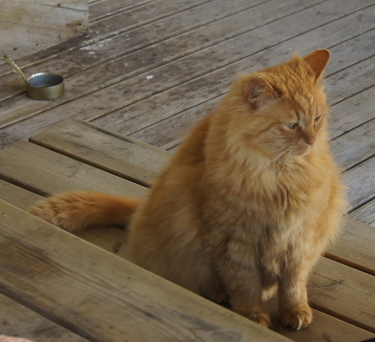Red cat. Midsummer day in Osmussaar island.