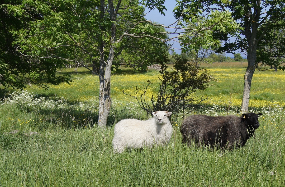 Sheeps. Midsummer day in Osmussaar island.