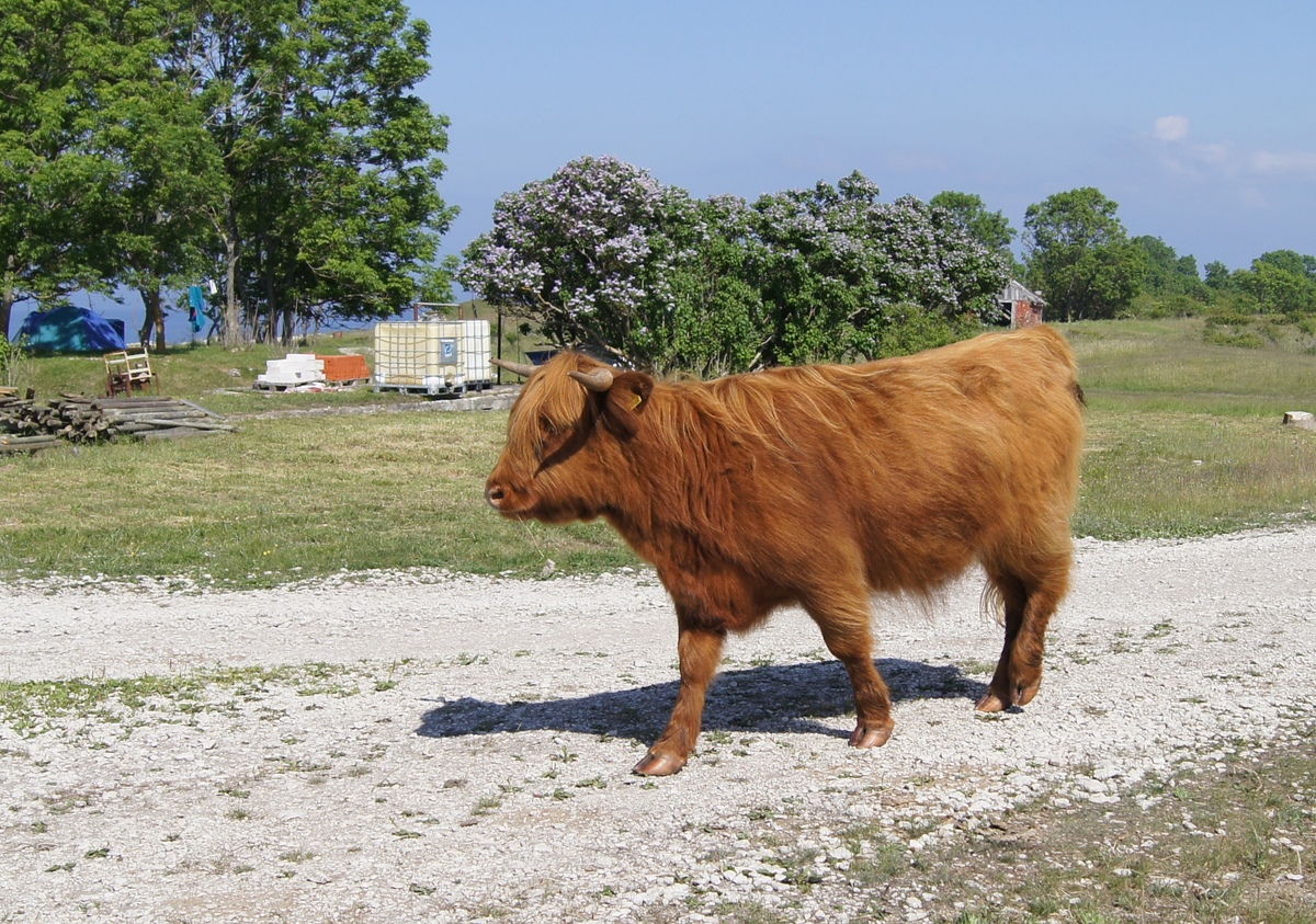 Red bull. Midsummer day in Osmussaar island.
