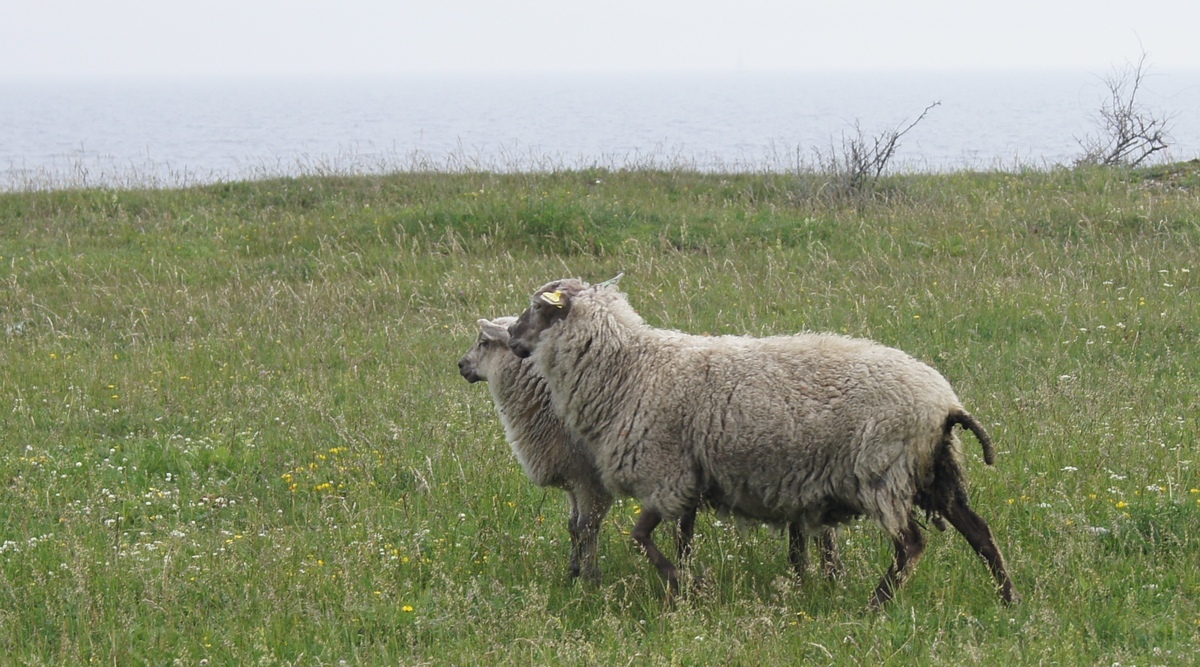 Sheeps. Midsummer day in Osmussaar island.
