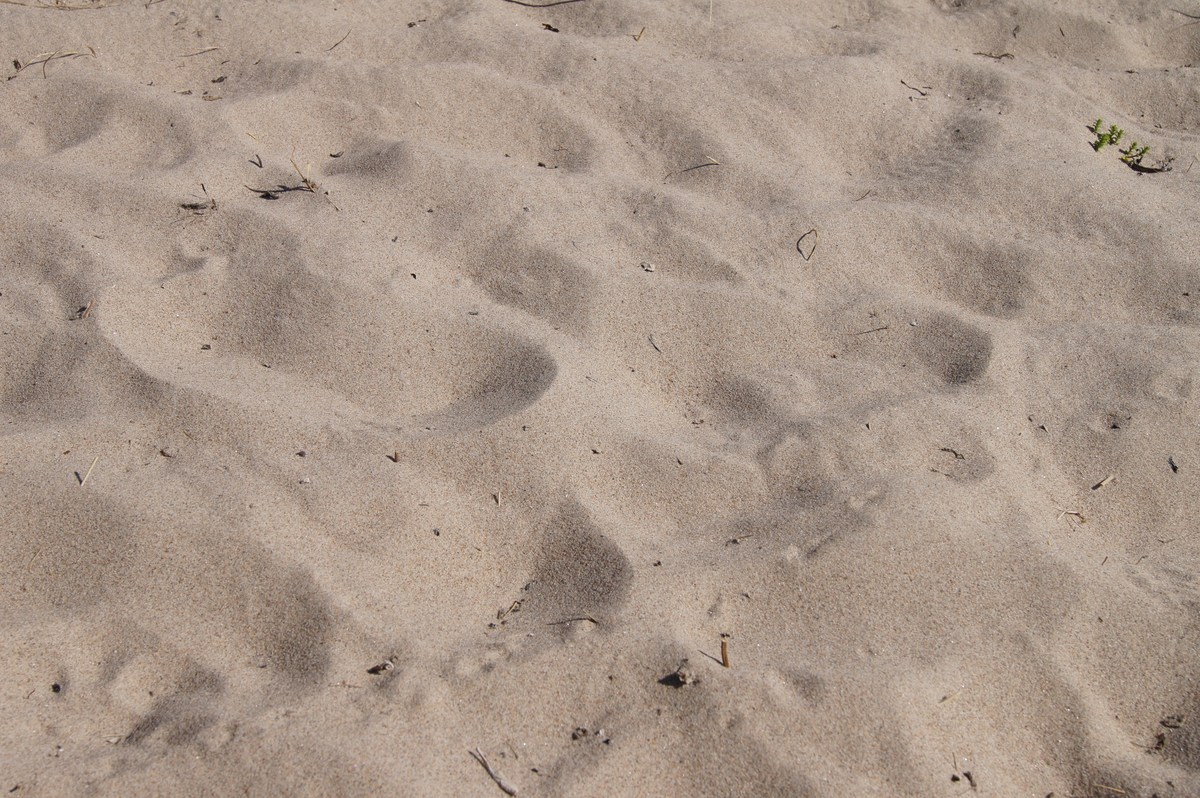 Песок. Пляж Матси 2013.