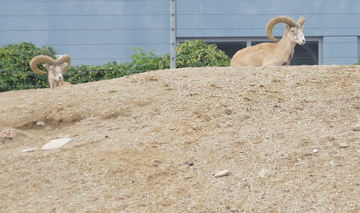 Арменийский или закавказский муфлон. Ovis aries (orientalis) gmelini. Таллиннский зоопарк.