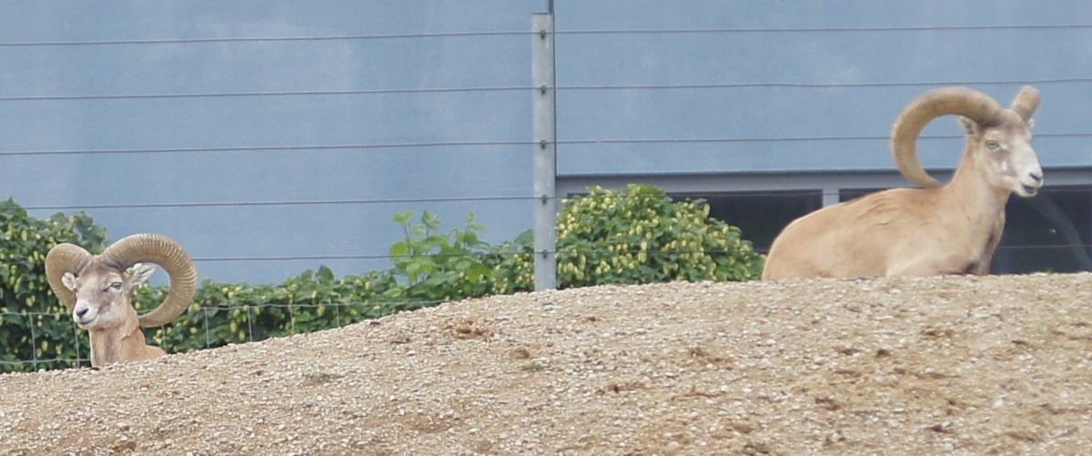Арменийский или закавказский муфлон. Ovis aries (orientalis) gmelini. Таллиннский зоопарк.