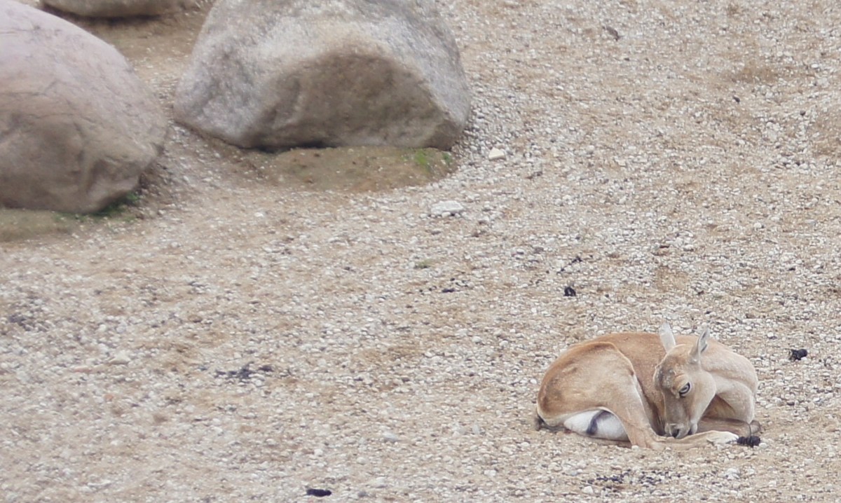 Transcaucasus or Armenian mouflon. Ovis aries (orientalis) gmelini. Tallinn zoological gardens.