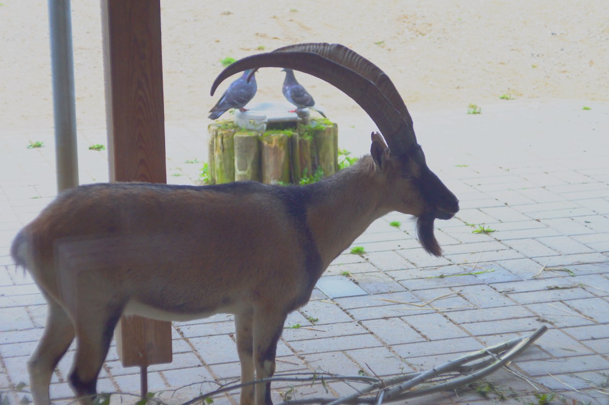 Agrimi or cretan wild goat. Capra hircus (aegagrus) cretica. Tallinn zoological gardens.