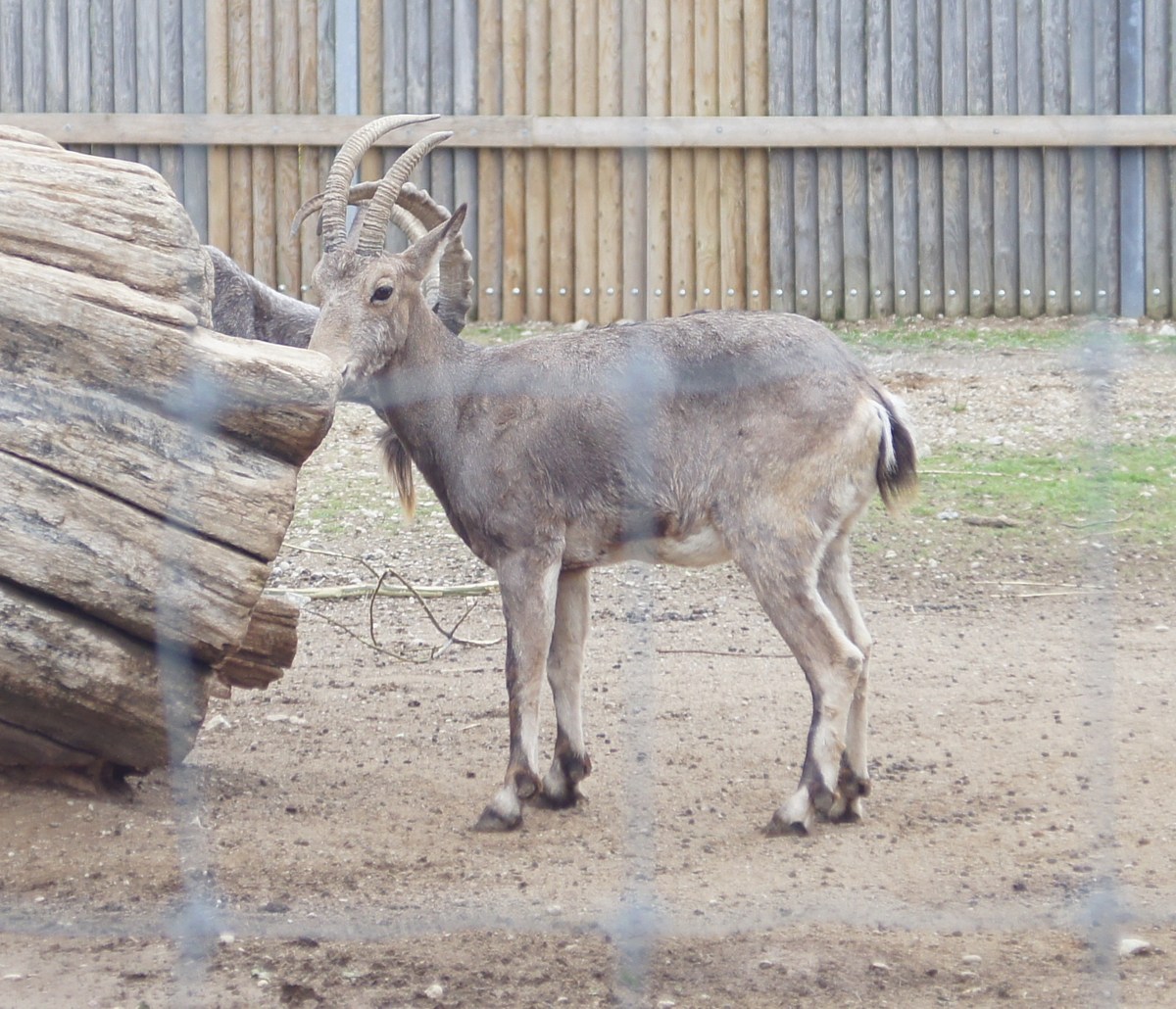 Siberian ibex. Capra sibirica. Tallinn zoological gardens.