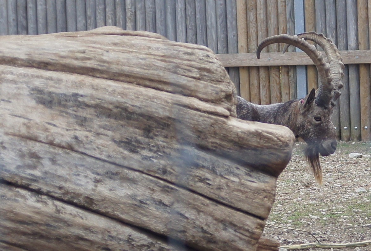 Сибирский горный козёл. Capra sibirica. Таллиннский зоопарк.