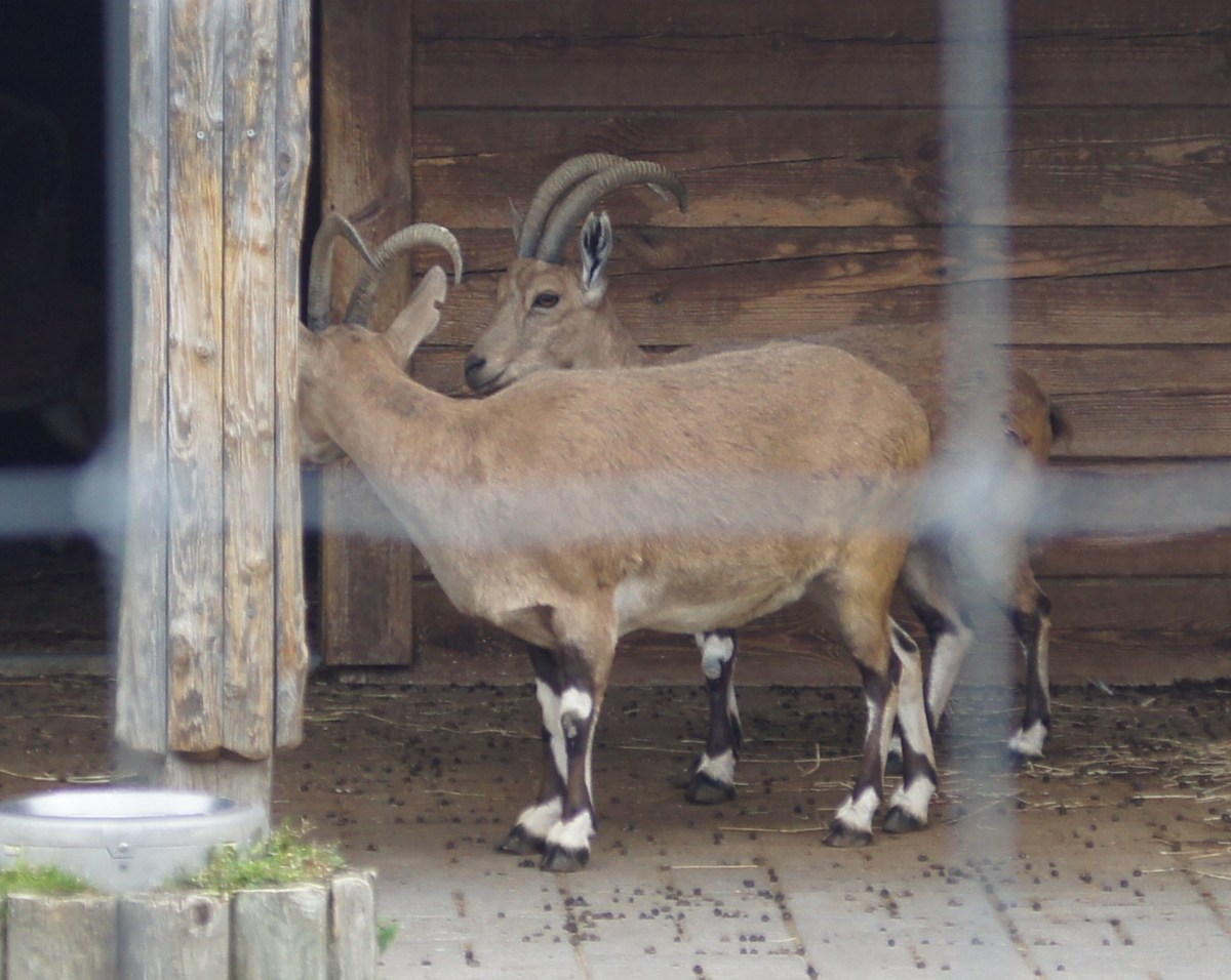 Нубийский горный козёл. Capra nubiana. Таллиннский зоопарк.