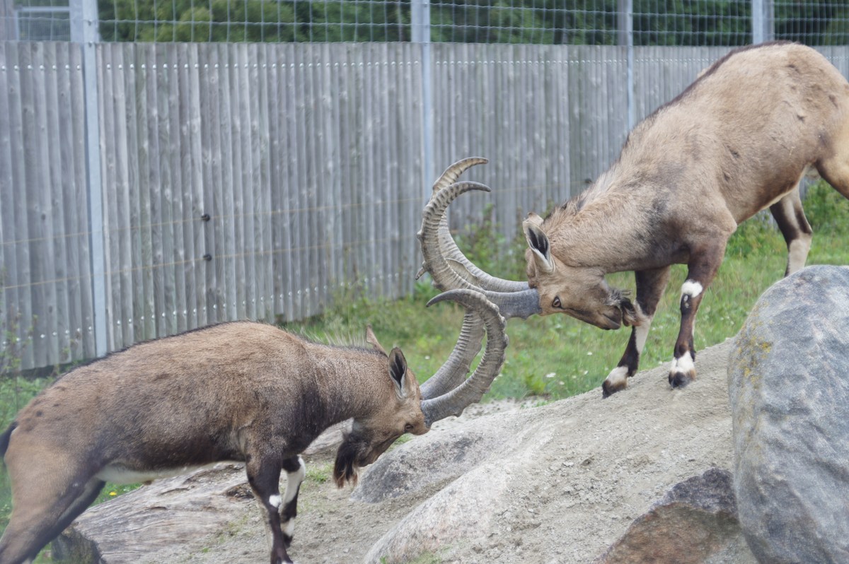 Nubian ibex. Capra nubiana. Tallinn zoological gardens.