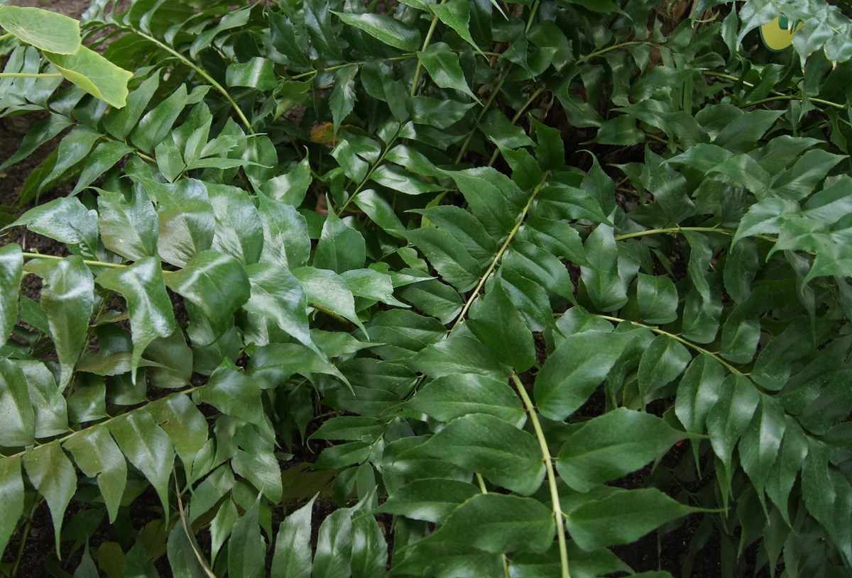 Циртомиум, многорядник. Polystichum falcatum. Таллиннский ботанический сад.