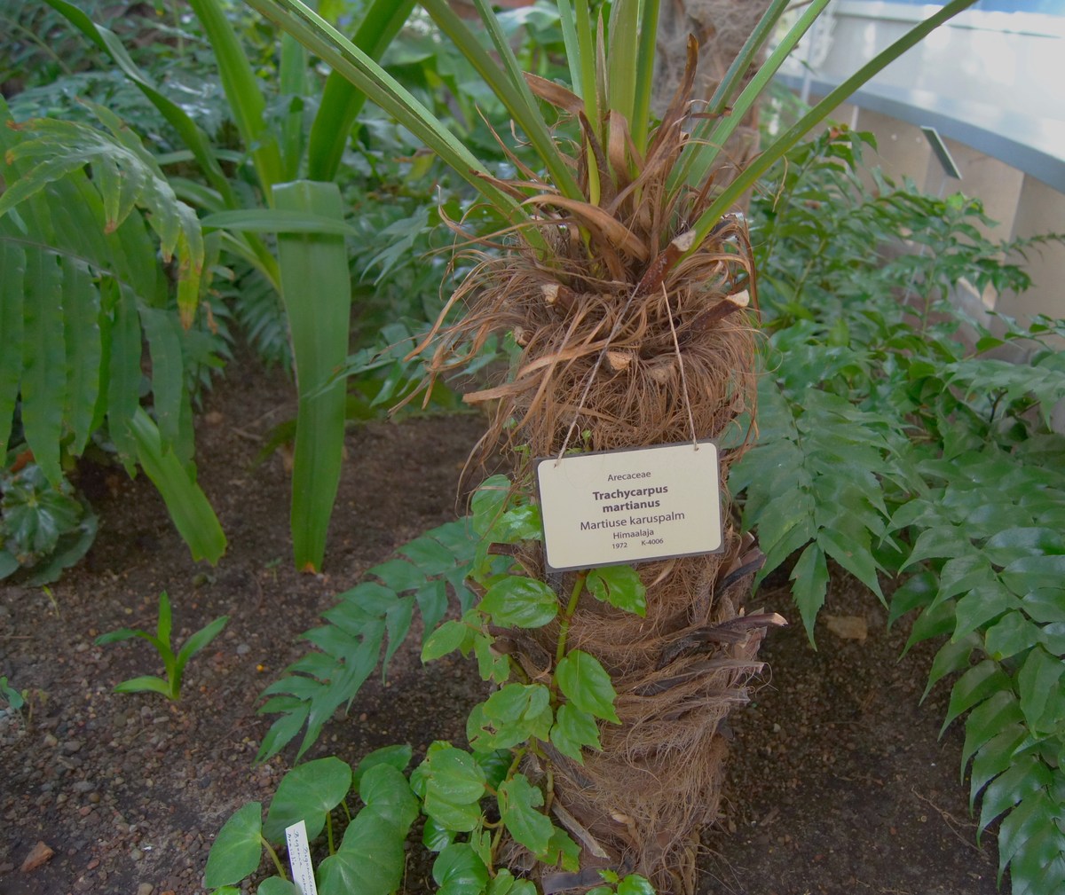 Трахикарпус Мартиуса. Trachycarpus martianus. Таллиннский ботанический сад.