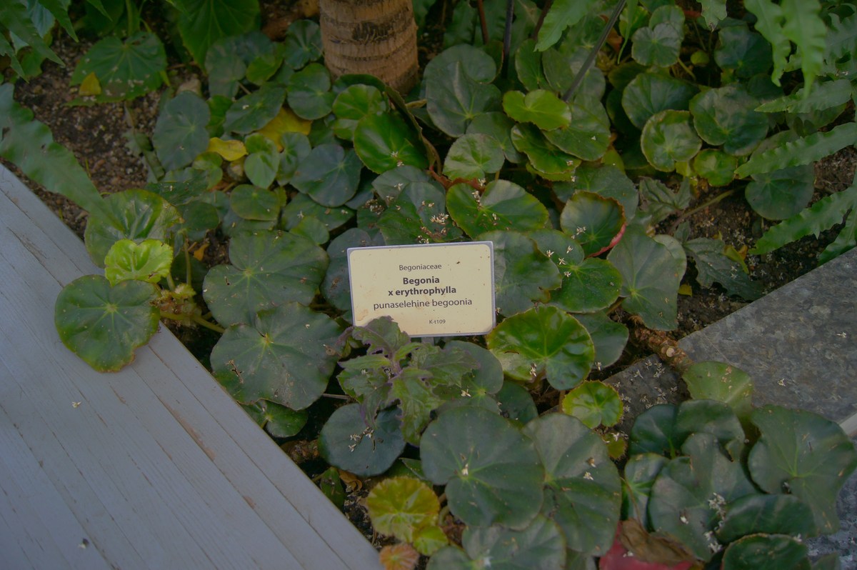 Punaselehine begoonia. Begonia x erythrophylla. Tallinna Botaanikaaed.
