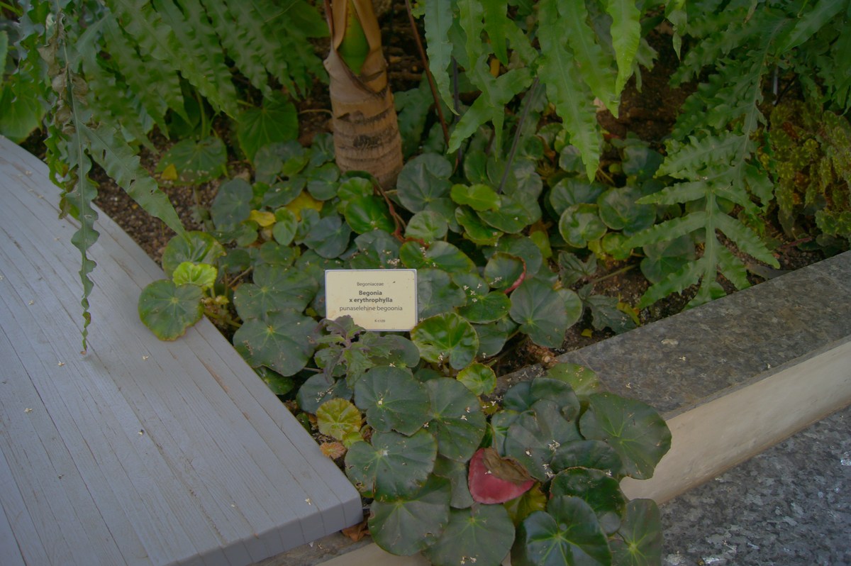 Бегония краснолистная. Begonia x erythrophylla. Таллиннский ботанический сад.