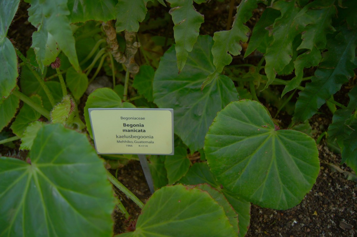 Бегония манжетная. Begonia manicata. Таллиннский ботанический сад.