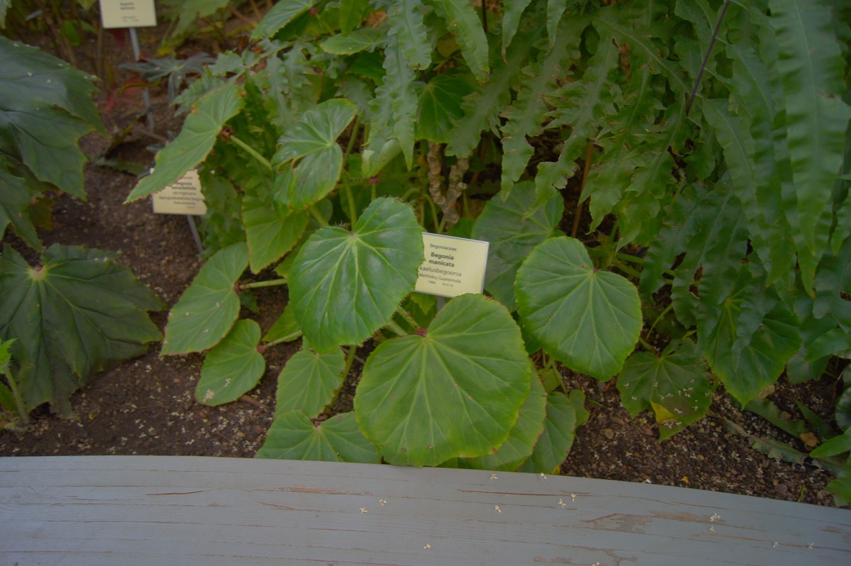 Kaelusbegoonia. Begonia manicata. Tallinna Botaanikaaed.