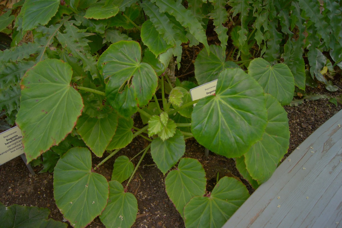 Kaelusbegoonia. Begonia manicata. Tallinna Botaanikaaed.