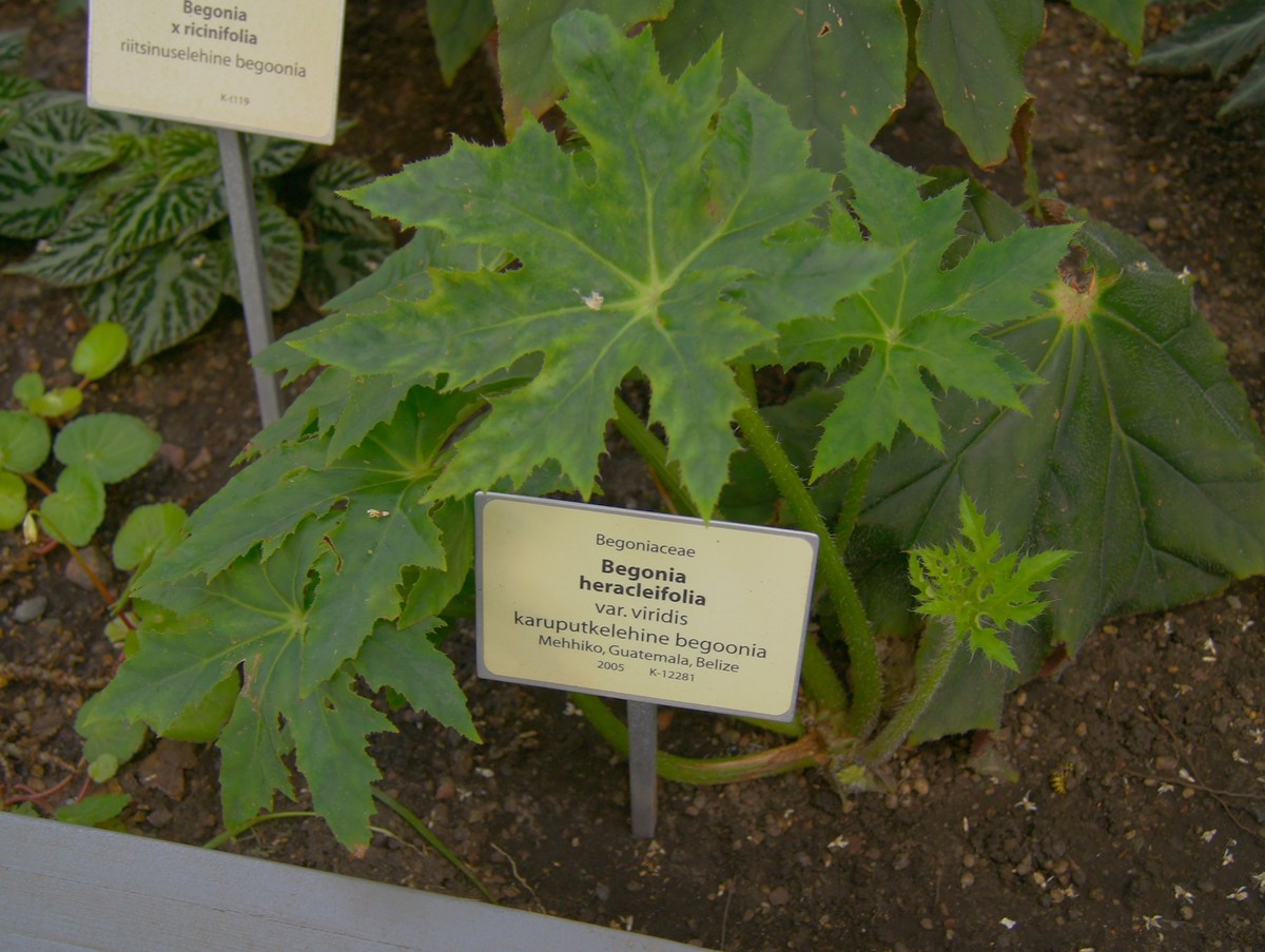 Karuputkelehine begoonia. Begonia heracleifolia. Tallinna Botaanikaaed.