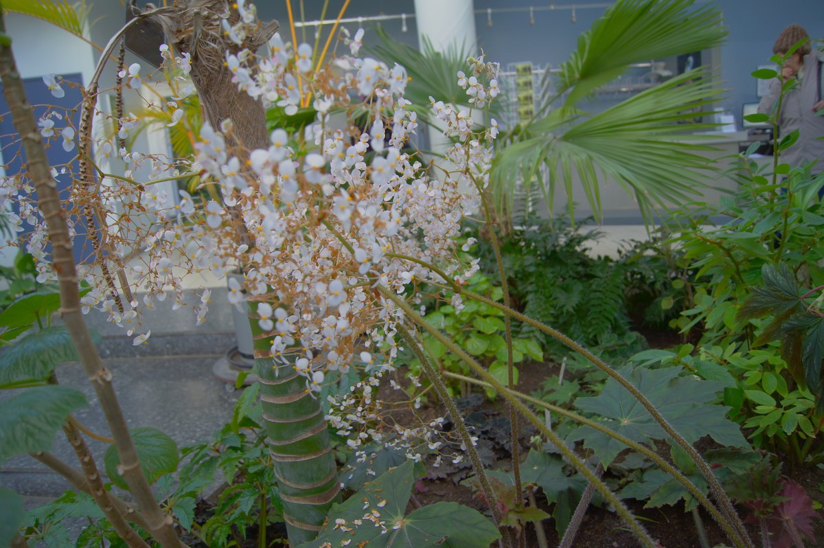Riitsinuselehine begoonia. Begonia x ricinifolia. Tallinna Botaanikaaed.