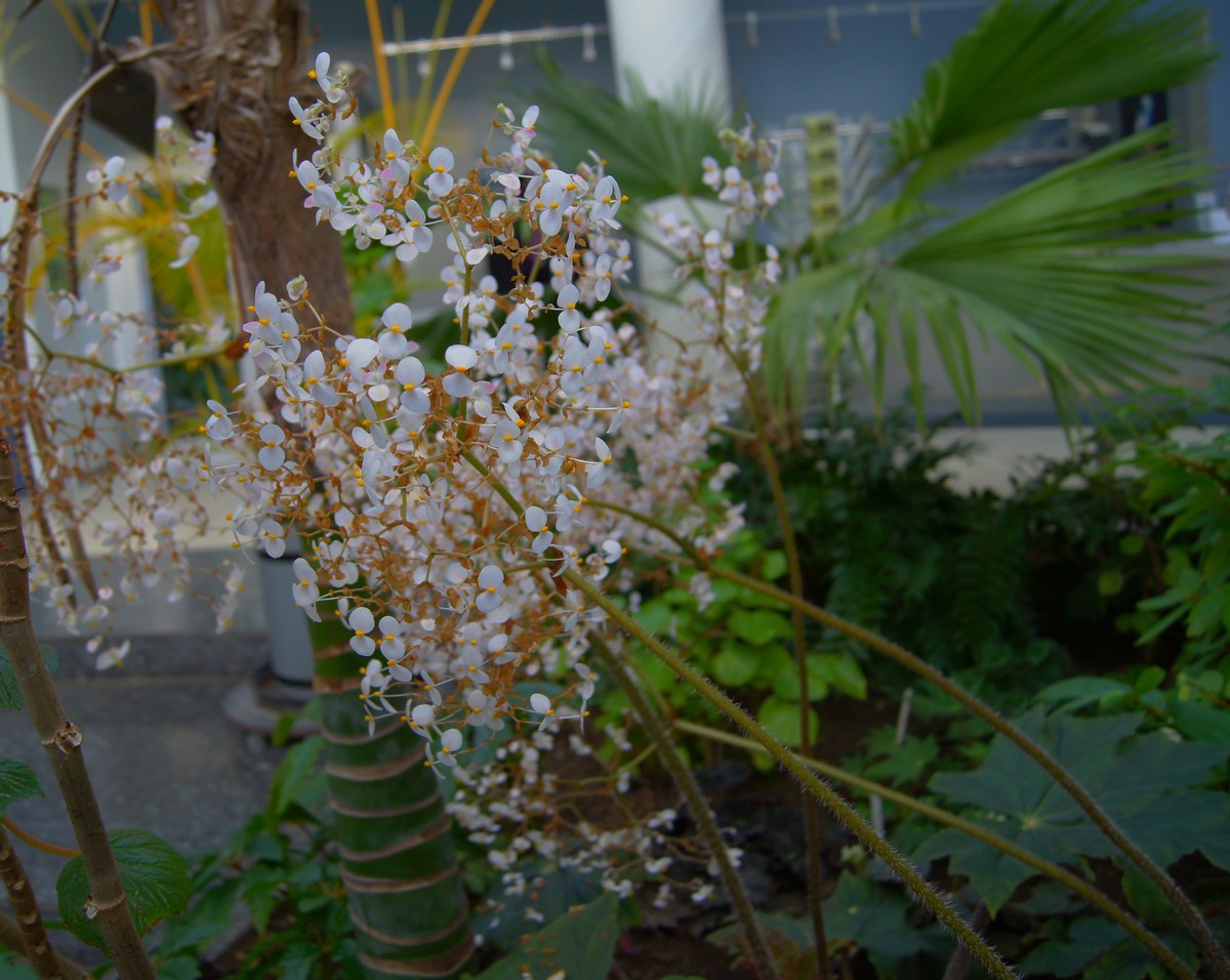 Riitsinuselehine begoonia. Begonia x ricinifolia. Tallinna Botaanikaaed.