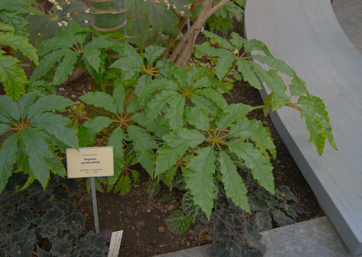 Бегония каролинолистная. Begonia carolineifolia. Таллиннский ботанический сад.