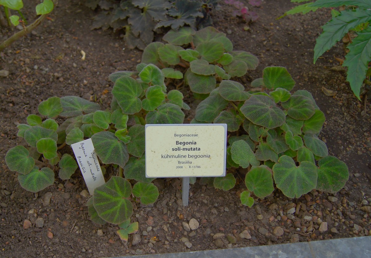Бегония соли-мутата. Begonia soli-mutata. Таллиннский ботанический сад.