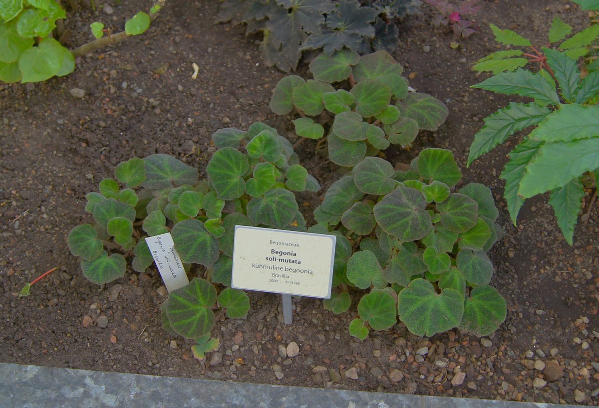Бегония соли-мутата. Begonia soli-mutata. Таллиннский ботанический сад.