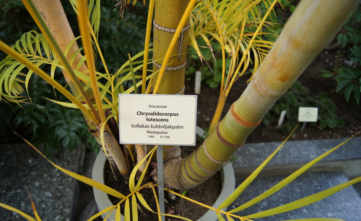 Хризалидокарпус желтоватый. Chrysalidocarpus lutescens. Таллиннский ботанический сад.