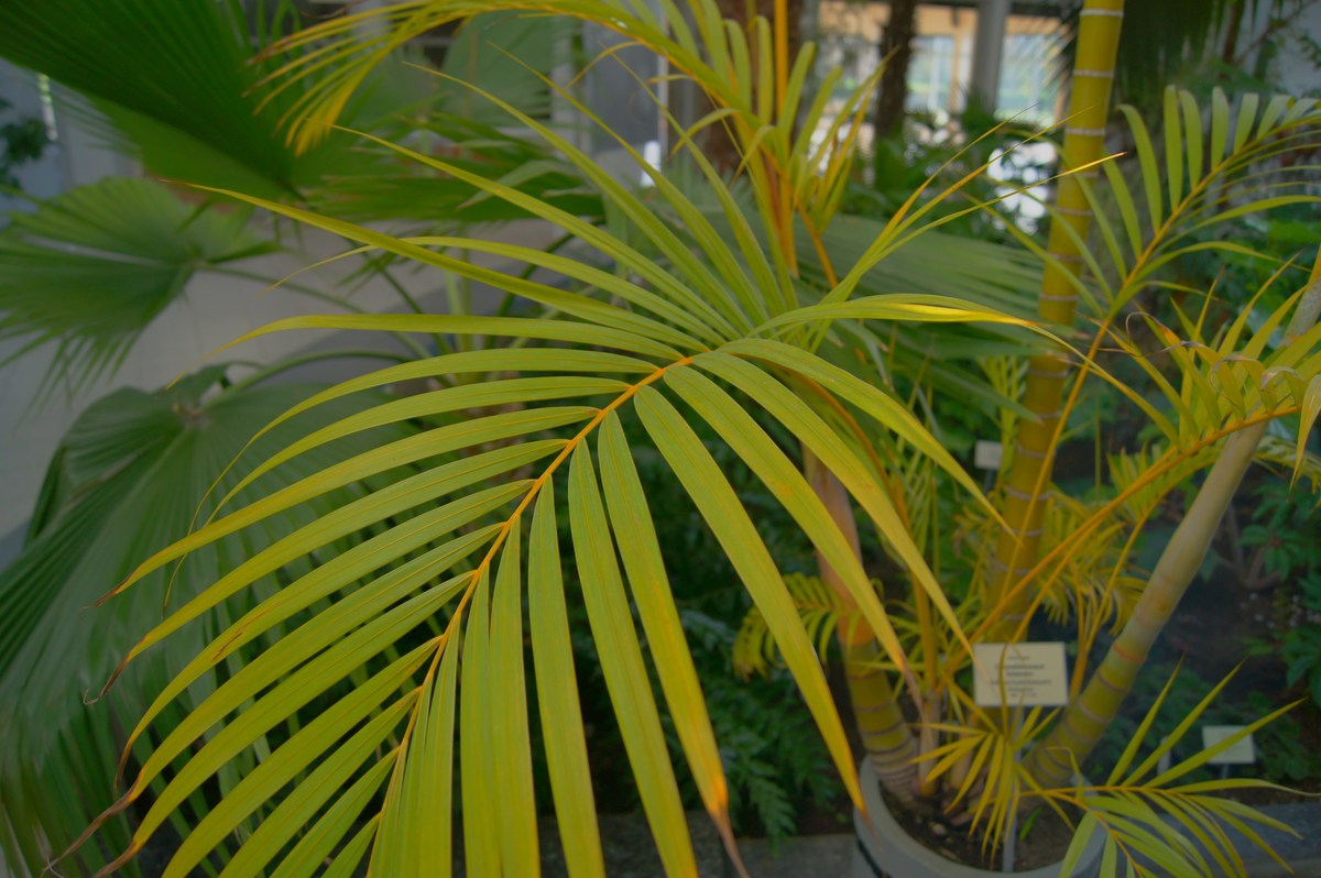 Хризалидокарпус желтоватый. Chrysalidocarpus lutescens. Таллиннский ботанический сад.
