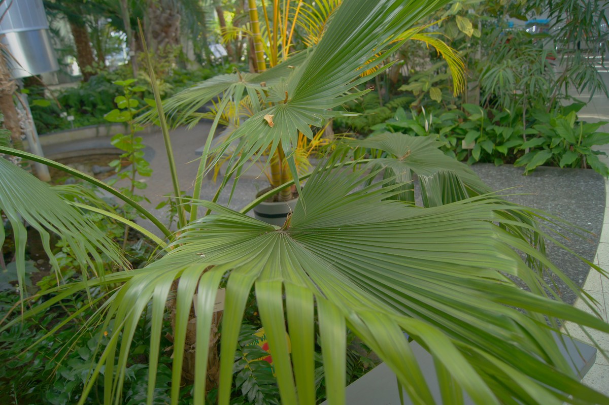 Брахея съедобная или гваделупская пальма. Brahea edulis. Таллиннский ботанический сад.