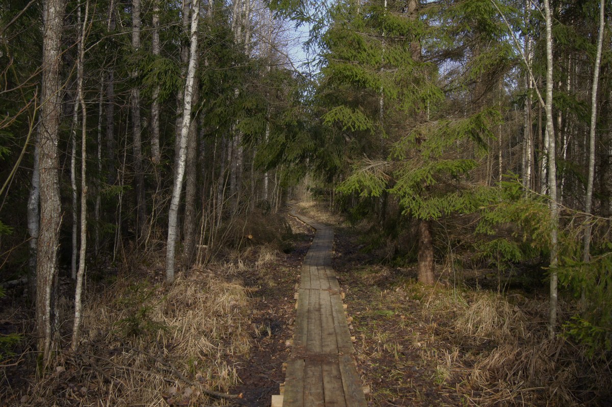 Тёмный лес. Прогулка в Соомаа. Meiekose ja Ingatsi õpperajad.