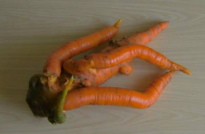 Гигантская морковь