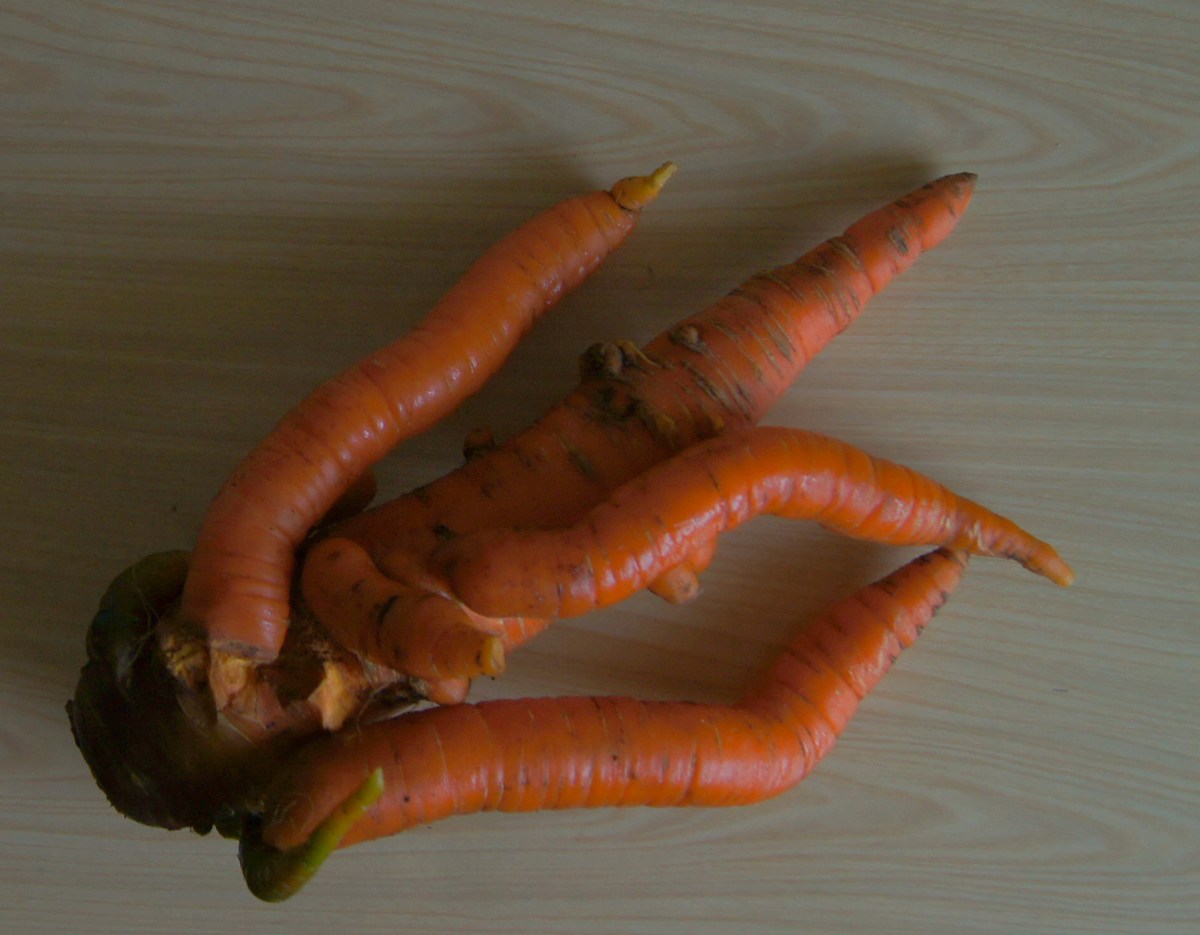  Гигантская морковь.