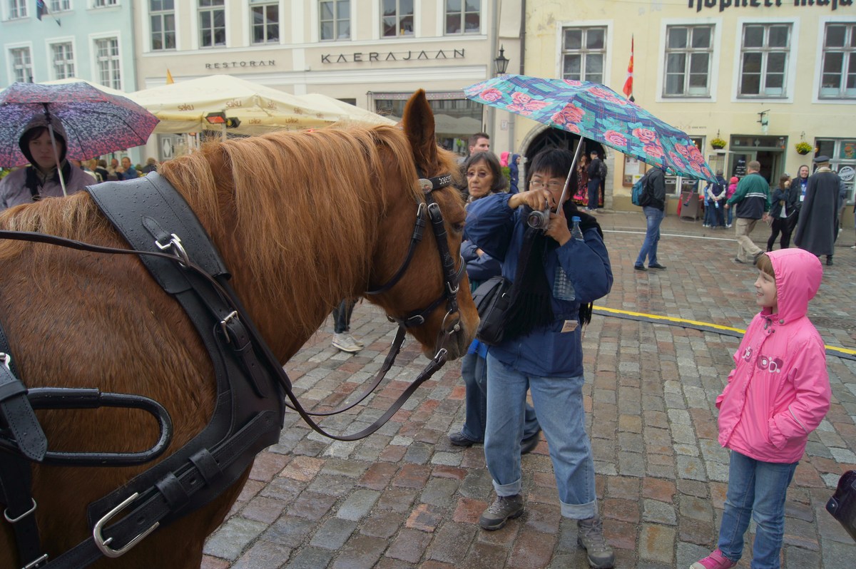 Лошадь. Таллинн, дни старого города.