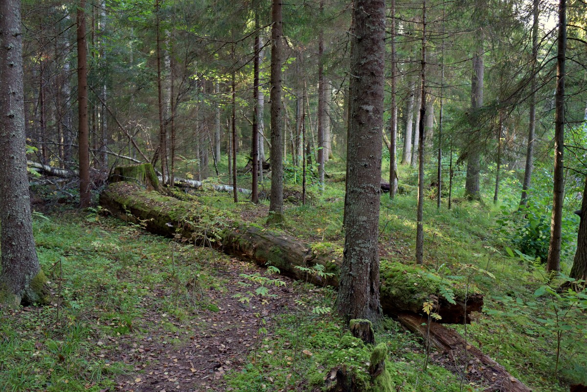  Закрытие сезона, костровое место лесных братьев (metsavenna lõkkekoht).