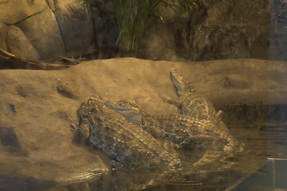 Крокодилы. Океанариум Бергена, часть вторая.