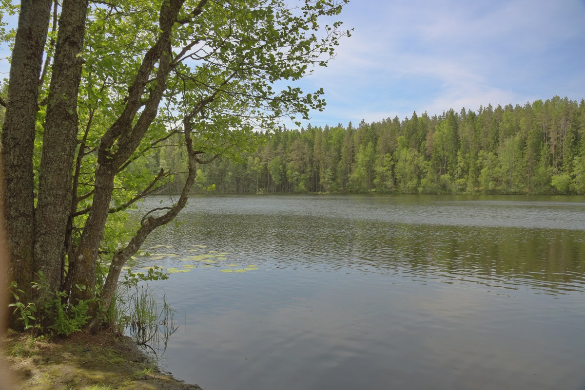 Озеро. Место для палаток пайн-ярве (Järvi Pärnjärve telkimisala).