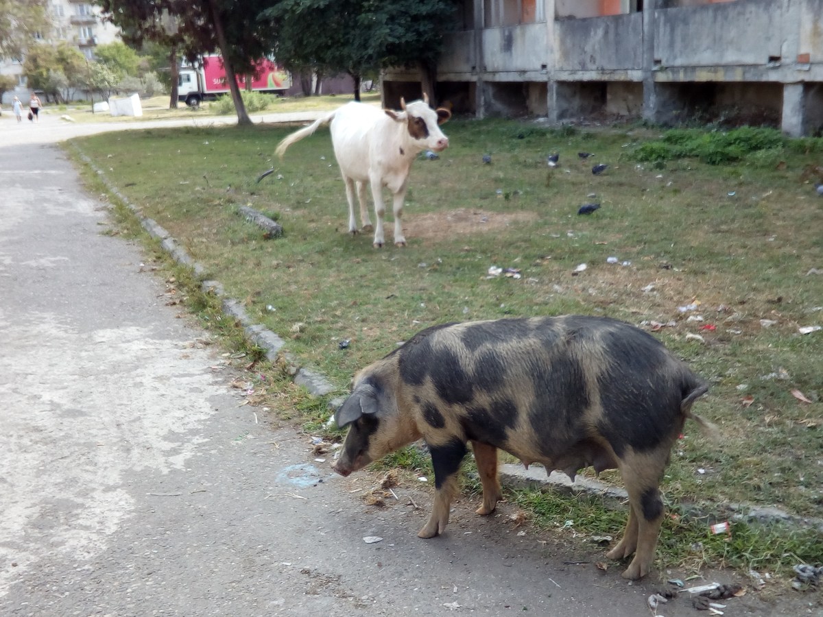 Свинья и коровы. Во дворах города Агудзера.